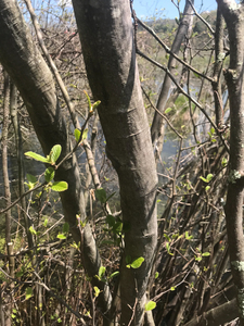 Photo By: Stephen M. Young. Photo taken: Ulster County, NY on 9 May 2018